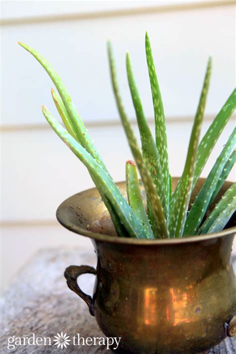 How To Use My Aloe Vera Plant For Sunburn Plantă Blog