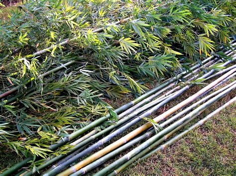 To Grow Or Not To Grow Bamboo Gardendrum