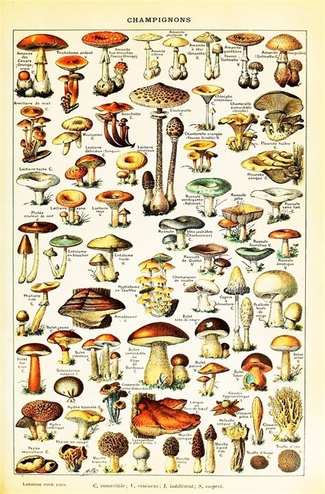 Vintage Edible Mushroom Chart By Adolphe Millot By Wordpower900