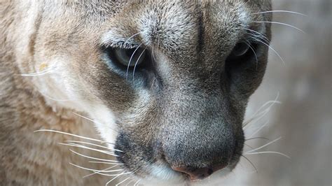 Eastern Cougars Now Officially Declared Extinct In Us Montana