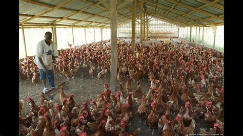 On The Farm Poultry Farming In Uganda Kitende Farm Youtube