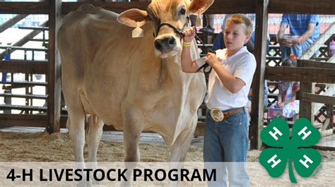 A stanza in poetry is equivalent to (although more structured than) a paragraph in narrative writing. 4-H Livestock Program | Mississippi State University ...