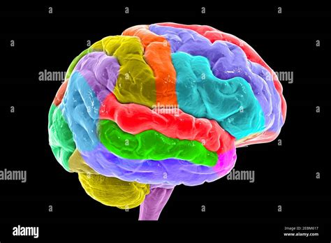 Human Brain With Gyri Highlighted Illustration Stock Photo Alamy