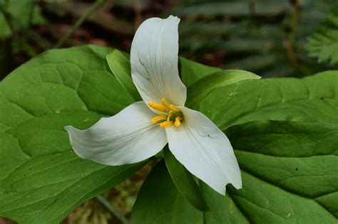 Victoria Daily Photo Western Trillium Trillium Ovatum