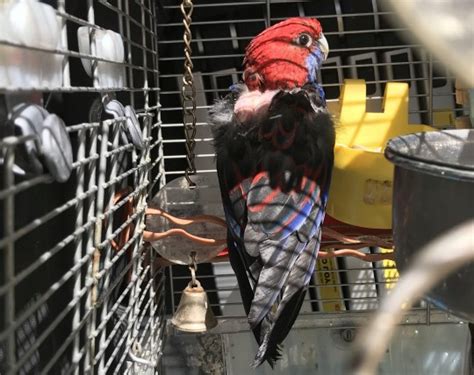 Abandoned Parrot Found At Bus Stop With Nearly All Feathers Missing Metro News
