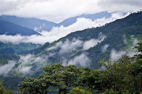 What Is A Cloud Forest