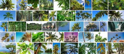 Tropical Trees 93 Best Tropical Tree Types Names And Pictures