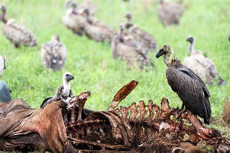 Vultures Eating A Wildebeest By Ricardmn Photography Wildebeest