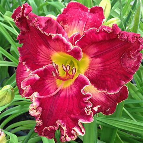 Daylily Hemerocallis Ravishing Rachel In The Daylilies Database