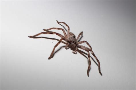 What Do House Spiders Eat Fauna Facts