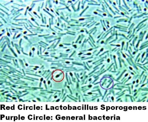Lactobacillus Spores