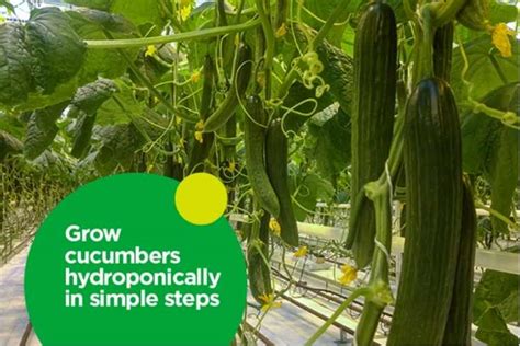 Grow Cucumbers Hydroponically In Simple Steps Teecycle