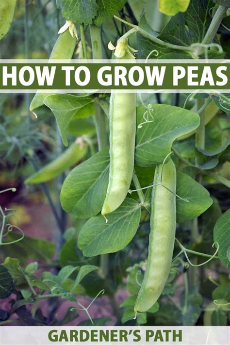 Learn How To Plant And Grow Peas At Home Gardeners Path