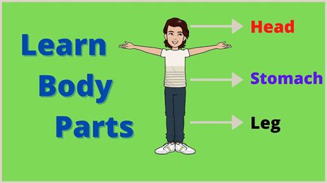 Human Body Parts Learn Body Parts In English Kids Lesson Youtube