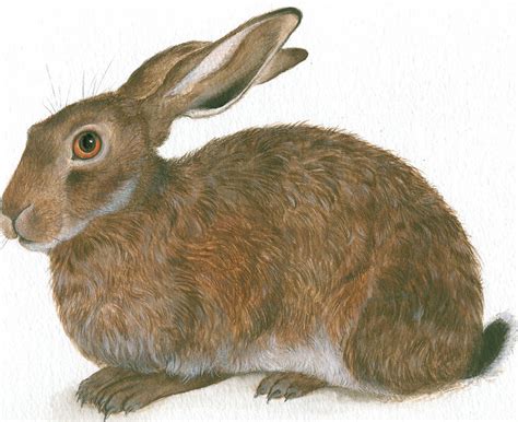 Famous Rabbit Painting At Explore Collection Of