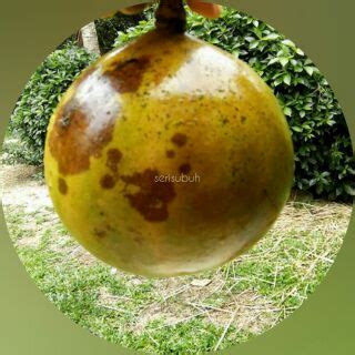 Jom baca mengenai khasiat labu! LABU KAYU | KERATAN | 7 BATANG | Shopee Malaysia