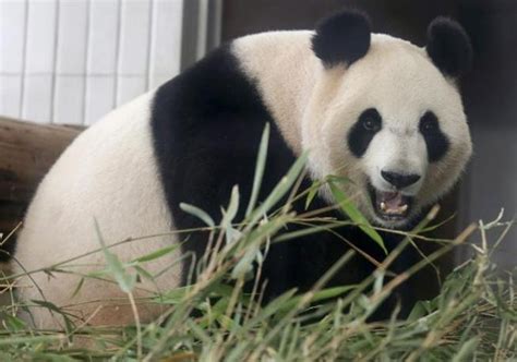 È Morto Il Baby Panda Di Tokyo