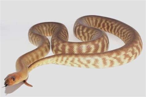 Woma Pythons 2023 Archives Big Sky Reptiles