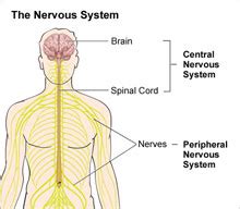 The autonomic nervous system is, in turn, divided into the sympathetic and parasympathetic nervous system. Peripheral Nerve Neuropathy - Neurosurgery - Highland Hospital - University of Rochester Medical ...