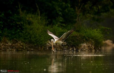 Photologue Day Trip To The Ranganathittu Bird Sanctuary