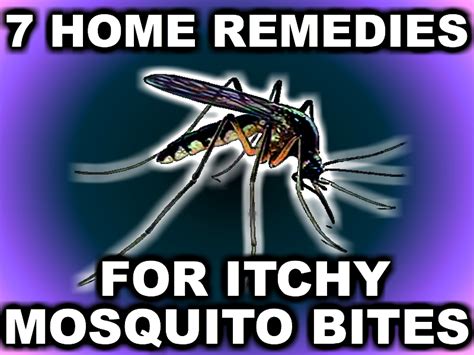 the city girl gardener 7 home remedies for itchy mosquito bites