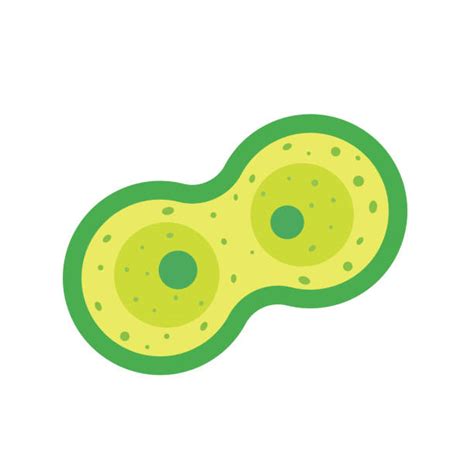 Mitosis Illustrations Royalty Free Vector Graphics And Clip Art Istock