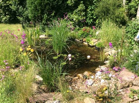 Wildlife Pond Page 2 — Bbc Gardeners World Magazine