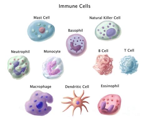 Immune Cells Illustration Photograph By Spencer Sutton