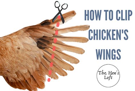 How To Clip A Chickens Flight Feathers Easily And Safely The Hens