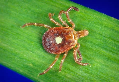 This Lone Star Tick Makes You Allergic To Meat