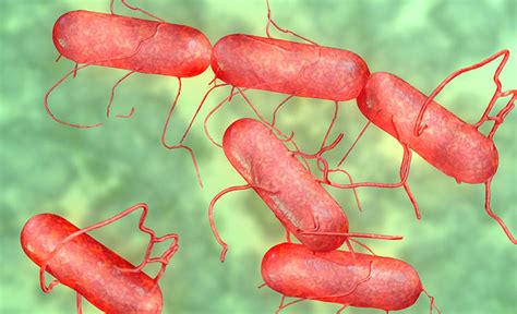 Salmonella are a group of bacteria that can cause gastrointestinal illness and fever called salmonellosis. Puro Musculo: ¿Que es Salmonella y como se cura?