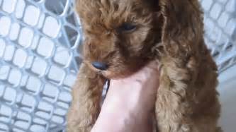 Red Miniature Poodle Puppies Youtube