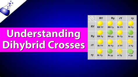 A Dihybrid Cross Involves The Crossing Of Just One Trait