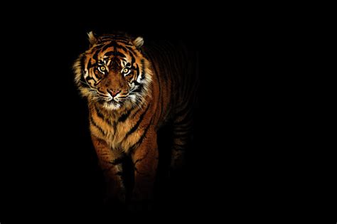 Tiger On A Black Background Photograph By Tim Abeln Pixels