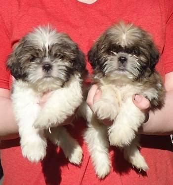 Always placed in nurturing & responsible homes! Shih Tzu Puppies for sale Perfect for Valentines Day ...