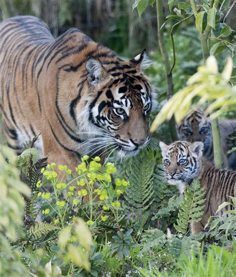 Rare Tiger Cubs Make Public Debut At London Zoo
