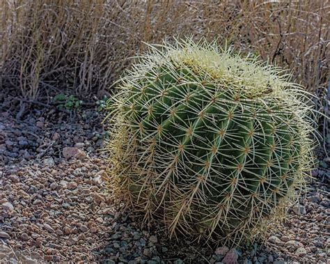 The first thing you need to grow the seeds is a suitable pot. Fishhook Barrel Cactus - Ferocactus wislizeni | Cactus ...