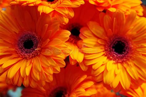 Beautiful Orange Gerbera Flowers As Background Closeup Stock Photo