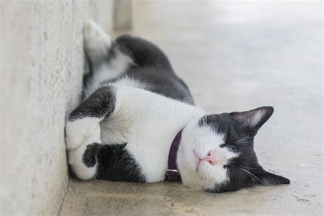 Cute Cat Sleep On Ground Stock Photo Image Of Beautiful 154402582