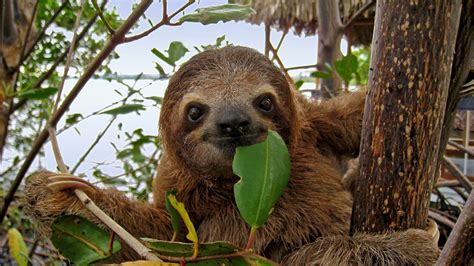 Do Sloths Get High The High Life In The Treetops Animal Hype