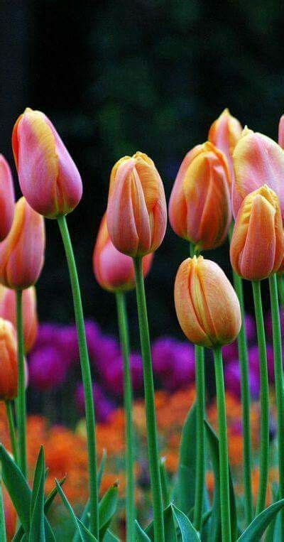 Tulipanes Jardim De Tulipas Flores Bonitas Flor Tulipa