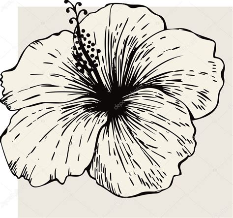 Fleur Dhibiscus Flower Drawing Hibiscus Drawings