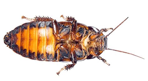 Ehrlich pest control is your local termite control expert, and provides customized termite treatment plans to protect your home. Champion Termite and Pest Control, Inc. - Florida Reviews Co