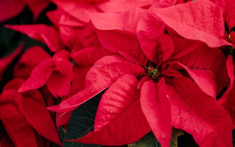 Download Wallpaper 3840x2400 Poinsettia Plant Red Decorative 4k