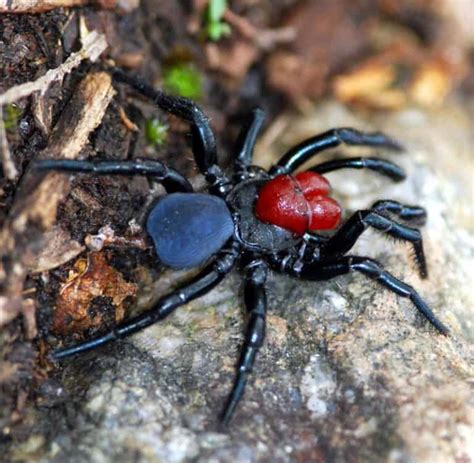 Mouse Spider L Startling Arachnid Our Breathing Planet