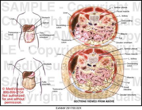 Abdominal Sections Viewed From Above Medical Illustration Medivisuals