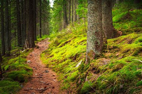 Landscape Dense Mountain Forest Stock Photo Image Of Nthe Green