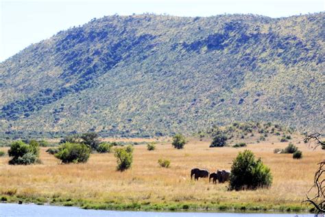 Parc De Pilanesberg Guide Complet Tarifs And Météo 2023