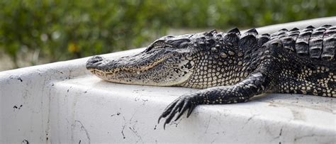 Florida Police Rescue 6 Foot Alligator From Storm Drain The Daily Caller