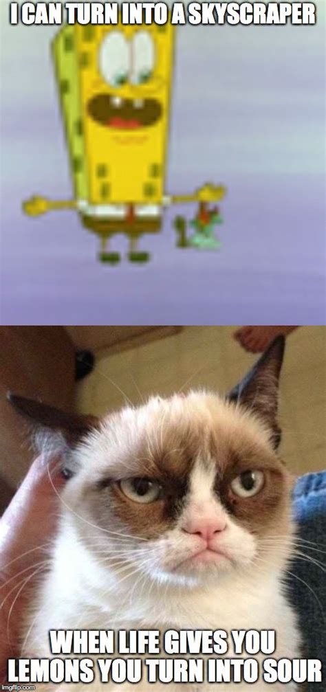 Grumpy Cat Memes Life Ayla Thorpe